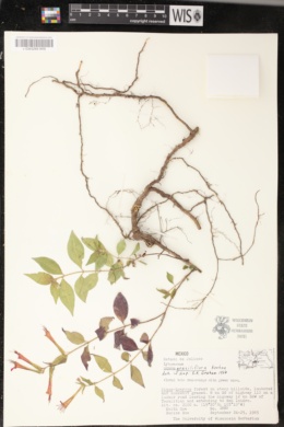 Cuphea graciliflora image
