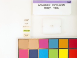 Drosophila dorsociliata image
