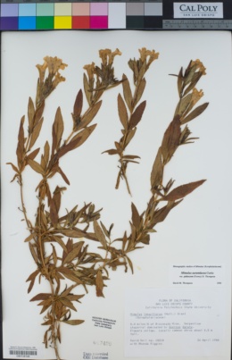 Diplacus australis image