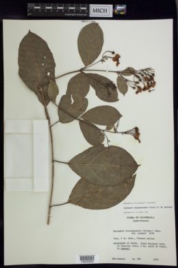 Callaeum malpighioides image