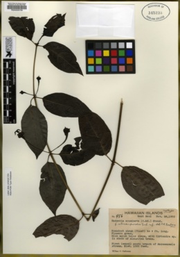 Image of Kadua acuminata