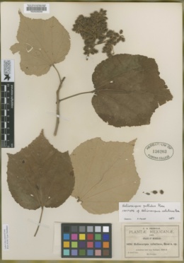 Heliocarpus velutinus image