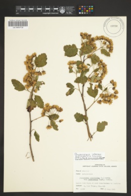 Image of Physocarpus intermedius