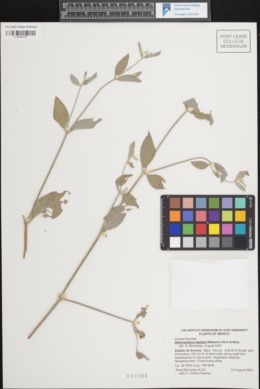 Image of Achyranthes watsonii