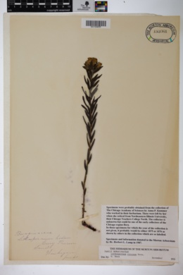 Image of Lithospermum croceum