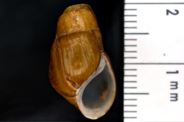 Elimia pupoidea image