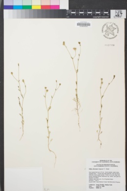 Image of Gilia clivorum