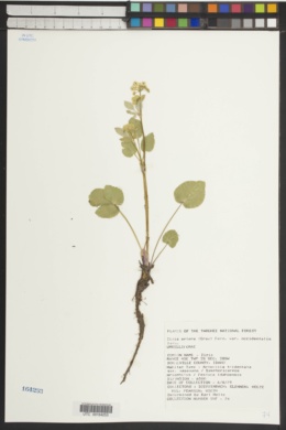 Zizia aptera var. occidentalis image