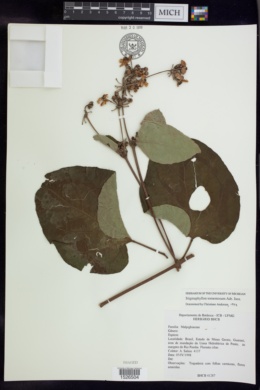 Stigmaphyllon tomentosum image