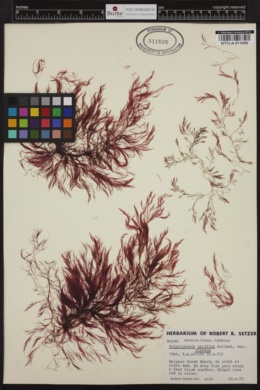 Polysiphonia pacifica var. distans image