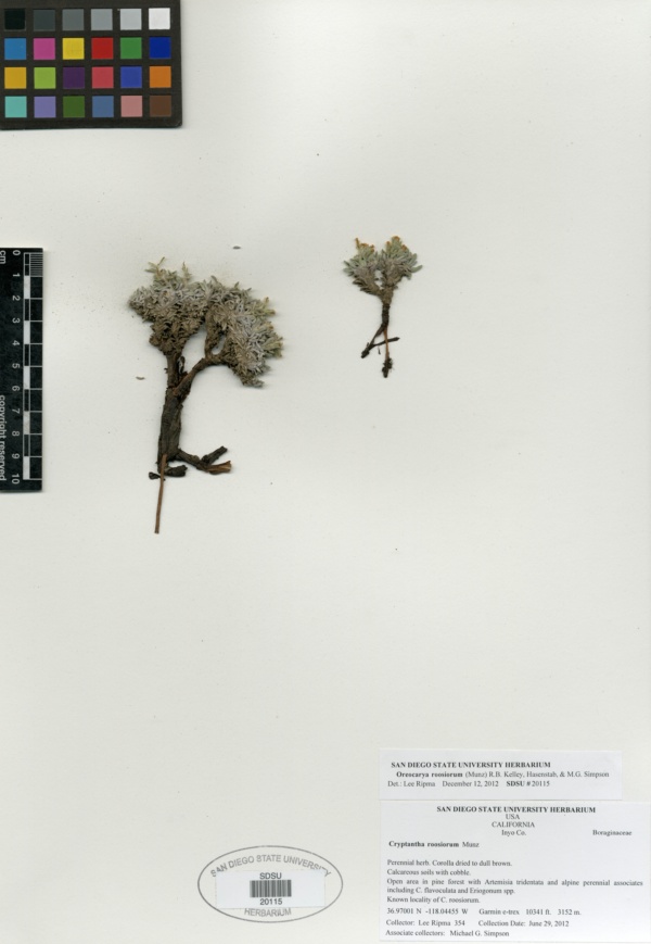 Oreocarya roosiorum image