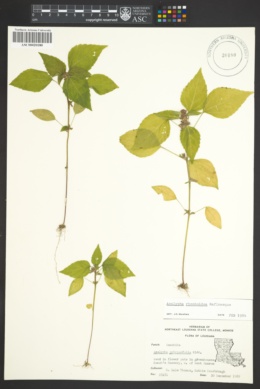 Image of Acalypha rhombifolia