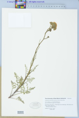 Image of Chaenactis artemisiifolia