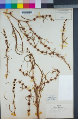 Image of Teucrium integrifolium