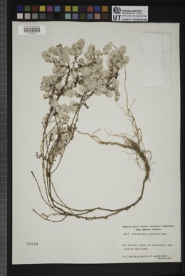Paronychia argentea image