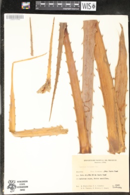 Image of Bromelia balansae