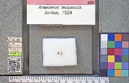 Araecerus levipennis image