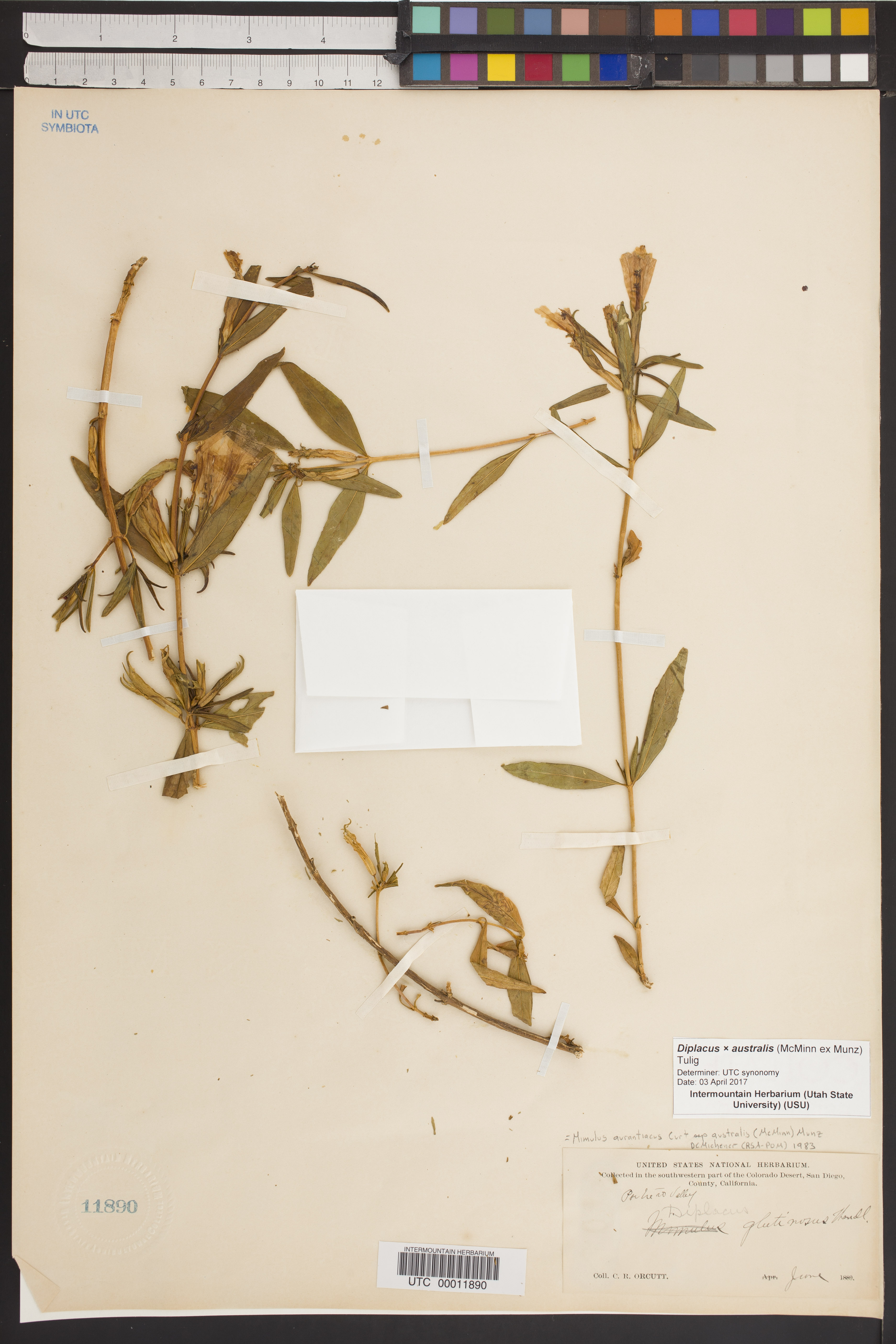 Diplacus × australis image