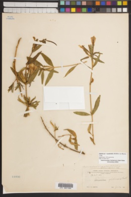 Image of Diplacus × australis