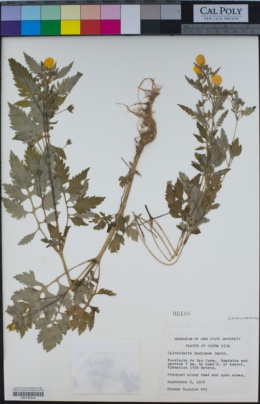 Image of Calceolaria mexicana