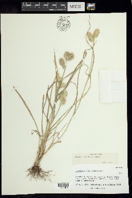 Eleusine multiflora image