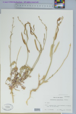 Image of Streptanthus sparsiflorus