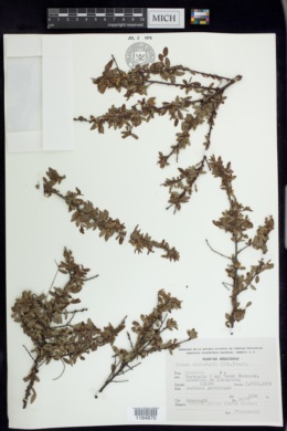 Prunus microphylla image