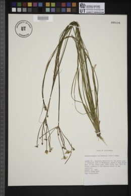 Machaerocarpus californicus image