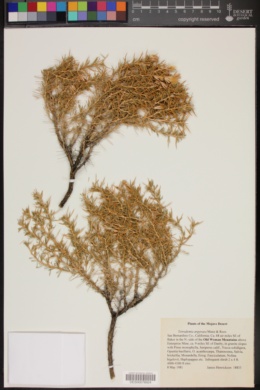 Tetradymia argyraea image