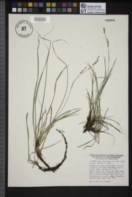 Carex pediformis image