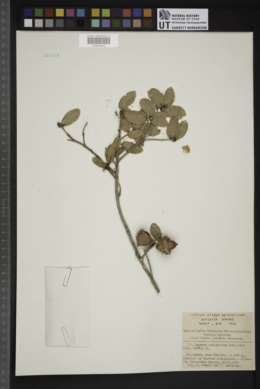 Quercus calliprinos image