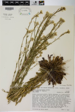 Image of Boechera missouriensis