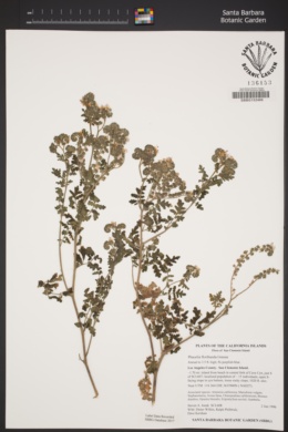 Phacelia floribunda image