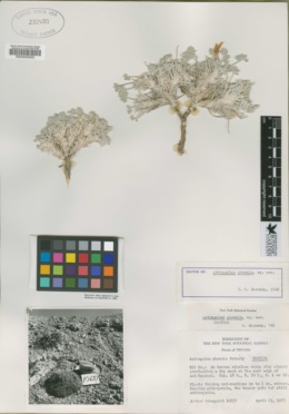 Image of Astragalus phoenix