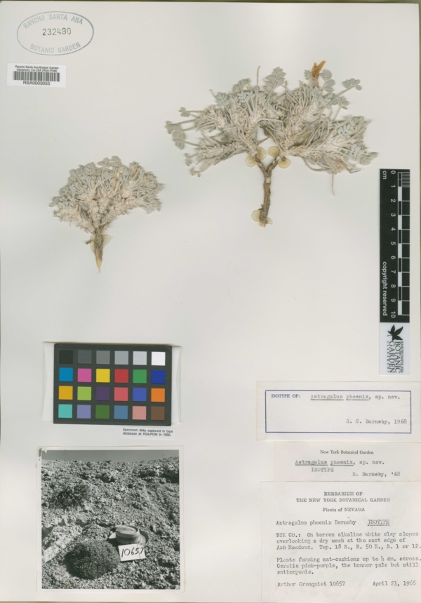 Astragalus phoenix image