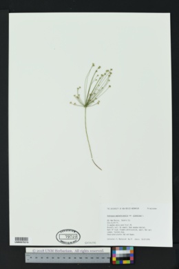 Androsace septentrionalis subsp. glandulosa image
