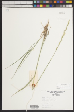 Pseudoroegneria geniculata image
