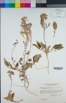 Chylismia claviformis subsp. funerea image