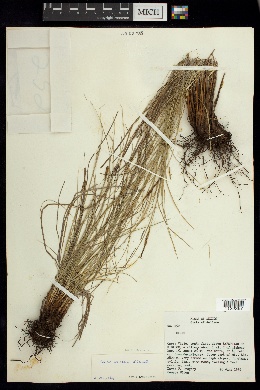 Image of Carex arsenei