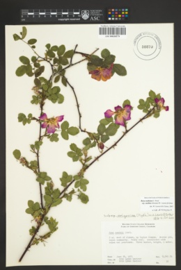 Rosa nutkana subsp. melina image