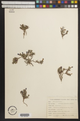 Image of Penstemon abietinus