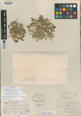Emmenanthe foliosa image