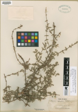 Image of Tessiera lithospermoides