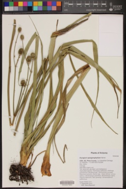 Eryngium sparganophyllum image