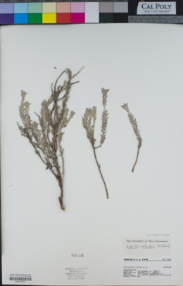 Euphorbia neilmulleri image