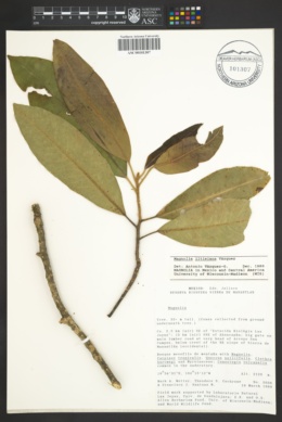 Image of Magnolia iltisiana
