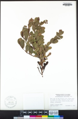 Arctostaphylos nevadensis image