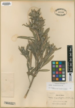 Image of Lagascea angustifolia