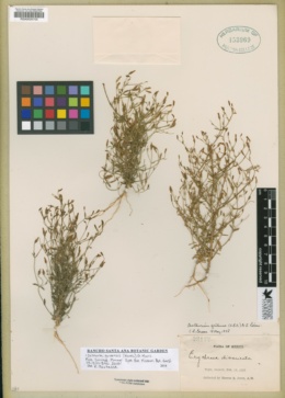 Image of Zeltnera quitensis
