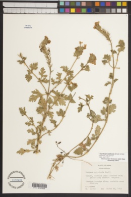 Glandularia delticola image